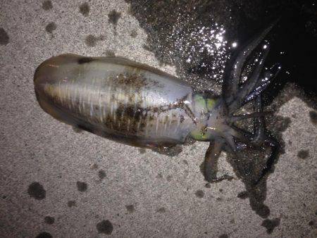 連日アオリ釣果　